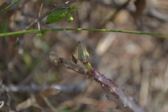 Caralluma stalagmifera var. stalagmifera